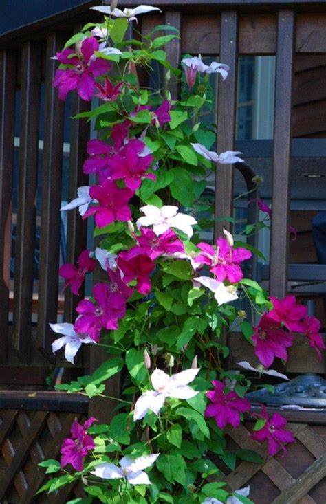 Seedling dogwoods are often planted in woodland. Climbing Flowering Vines You Must Plant - Most Beautiful ...