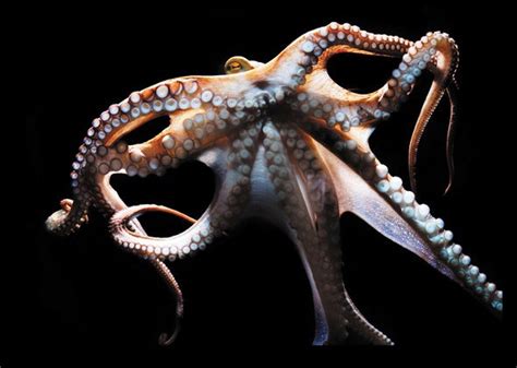 I wish you hadn`t brought jennifer along to the funeral. Are octopuses the most intelligent animal on Earth? - Quora