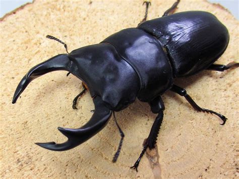 今年最大の85.4mmのオオクワガタです。 | オオクワ京都昆虫館 クワガタ カブトムシ 昆虫標本 昆虫イベント