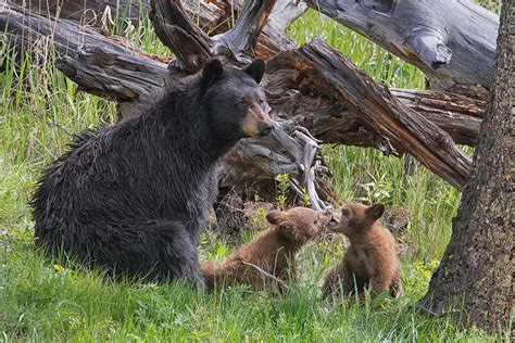 Mama Black Bear With Cinnamon Cubs Photograph By Martin Belan