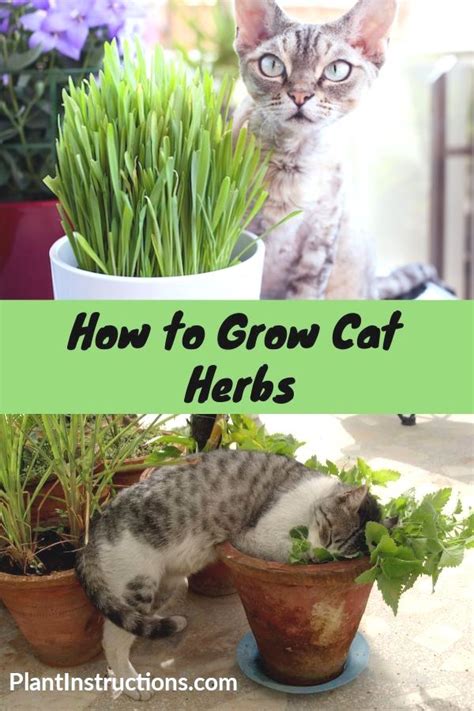 Although the following herbs have been found to be safe for most cats, we recommend talking to your veterinarian before introducing significant or regular usage. Tall Grass Plants For Shade in 2020 | Cat safe plants, Cat ...