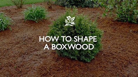 How To Shape A Boxwood Monrovia Garden Youtube
