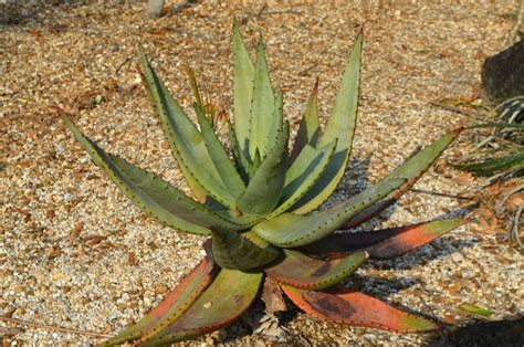 Aloe Marlothii Mountain Aloe Garden Center Marketing