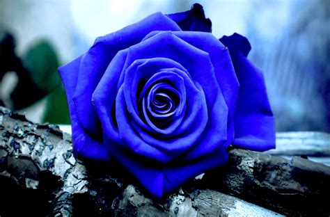 Blue Rose Wallpaper Hd News7day