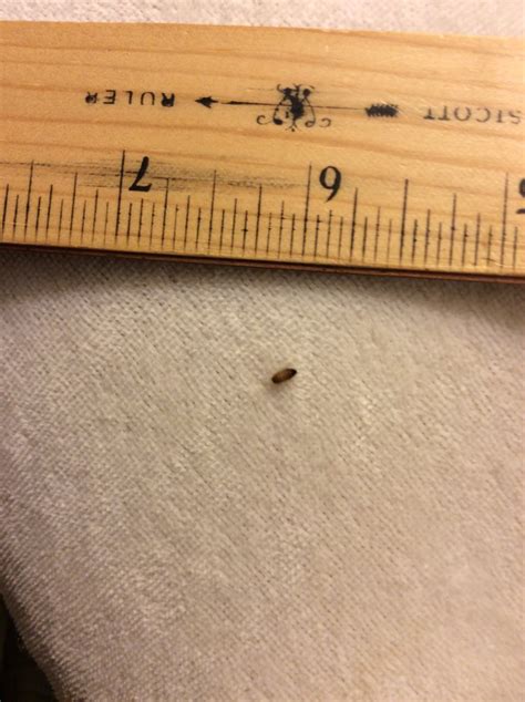 I Keep Finding Carpet Beetles In My Bed Home Alqu