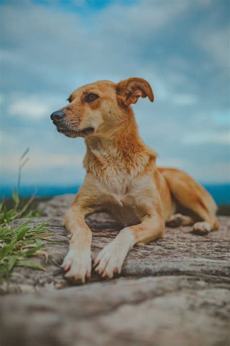 Shallow Focus Photography Of Short Coated Brown Dog Facing