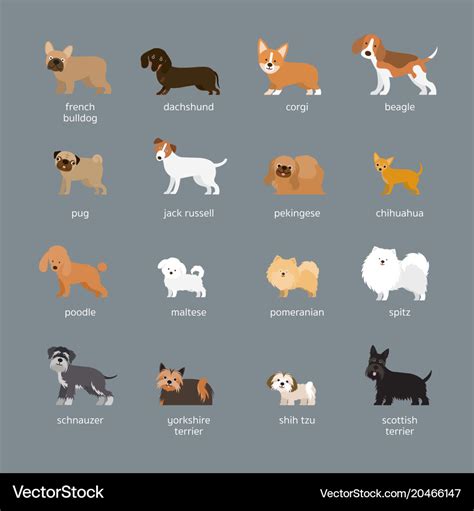 Dog Breeds Set Small And Medium Size Royalty Free Vector