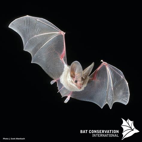 Bats Are Mammals That Belong To The Order Of Chiroptera The Forelimbs Of Bats Form Webbed Wings