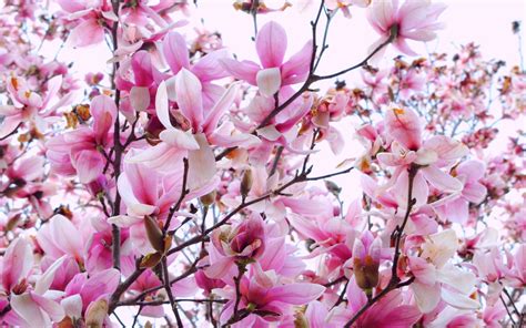 Magnolia Flower Wallpapers Top Free Magnolia Flower Backgrounds
