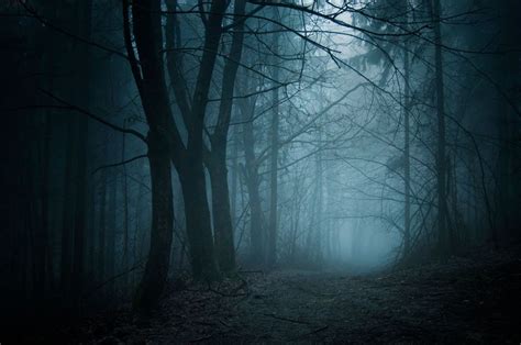 Eerie Forest Mist Wall Mural Haunted Forest Night Forest Mists