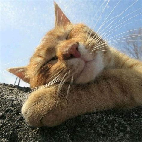 Cute sleepy orange kitty  Cats Funny cats Ginger cats print