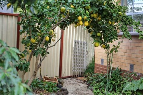 Front Yard Fruit Trees Adding Beauty And Flavor To Your Home