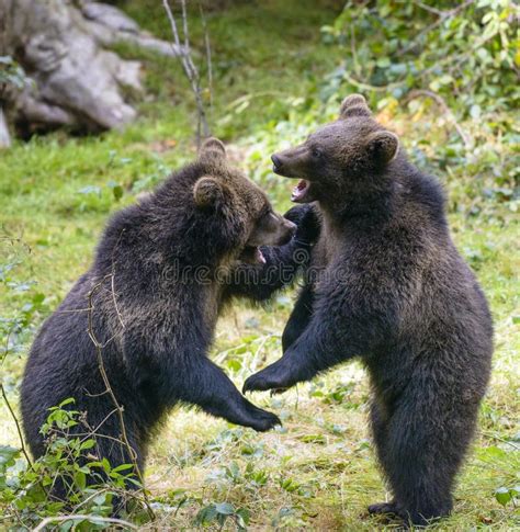 Two Brown Bear Cubs Play Fighting Stock Photo Image Of Fauna