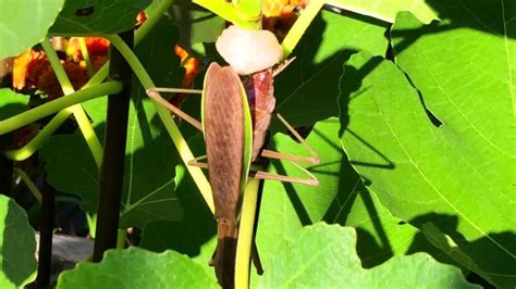 The young hang from their oothecae until their skins harden. Praying Mantis laying eggs - YouTube