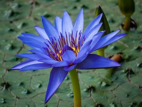 Benang sari terdapat pada bunga sebagai alat reproduksi jantan, sedangkan putik terdapat. Kasiat Bunga Tunjung Biru / Kasiat Bunga Tunjung Biru Kaya ...