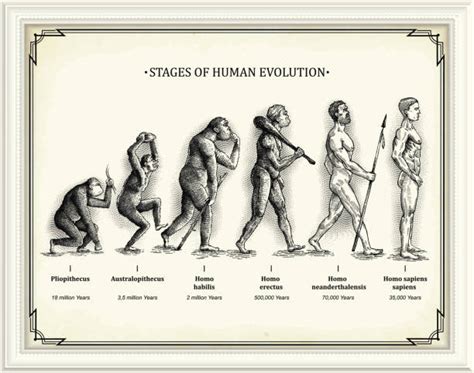 41300 Human Evolution Stock Illustrations Royalty Free Vector