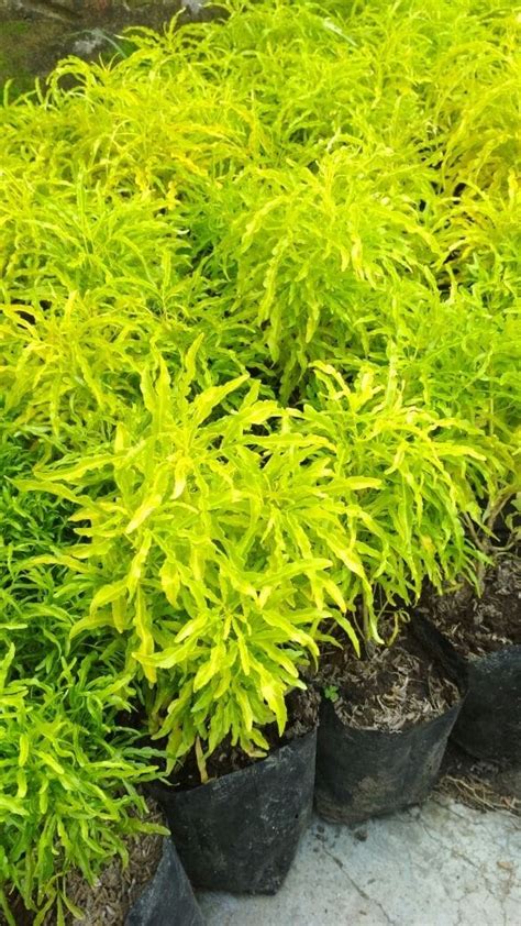 Harga syngonium terbilang masih sangat murah, kecuali variegata. Paling Bagus 19+ Gambar Bunga Brokoli Hijau - Gambar Bunga ...
