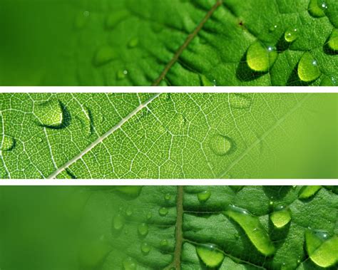 Maybe you would like to learn more about one of these? vert frais, rafraîchissant feuilles vert 01-1280x1024 ...