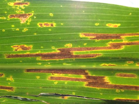 Bacterial Leaf Streak Confirmed in Iowa | Integrated Crop Management