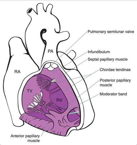 Cardiac Anatomy Obgyn Key