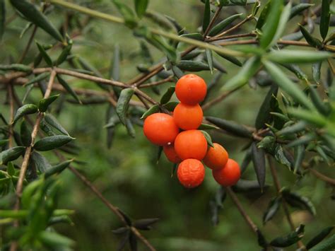 A more spiny variety does exist and has more than 50 spines in each areole on the trunk. Chain Fruit (Prickly Alyxia) | Small leaved form of Alyxia ...