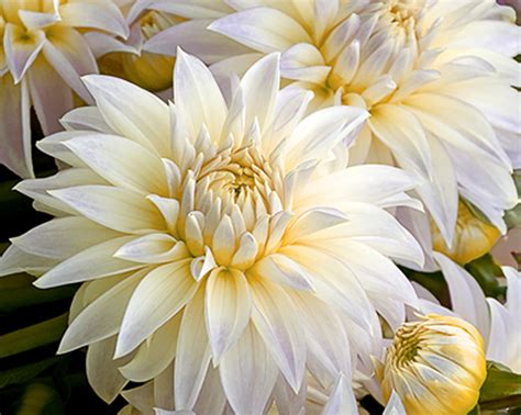 Flower print wall art print white print botanical print | etsy. Canvas Wall Art - Flower Paintings - artist jackie Jacobson