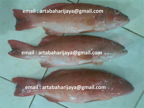 Gambar mengenal ikan kerapu upacaya gambar macan di. IKAN EXPOR: IKAN SUNU MERAH BINTIK HALUS
