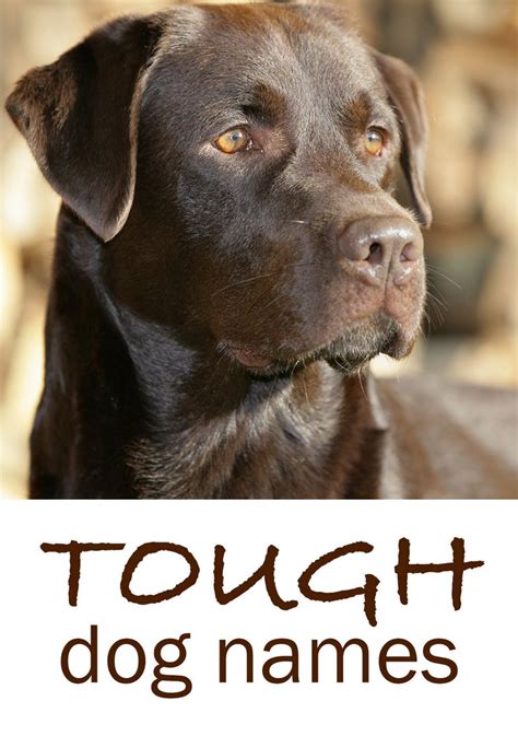 In this blog post, we'll take a look at biblical male and female dog names. Strong Female Dog Names And Meanings | Top Dog Information