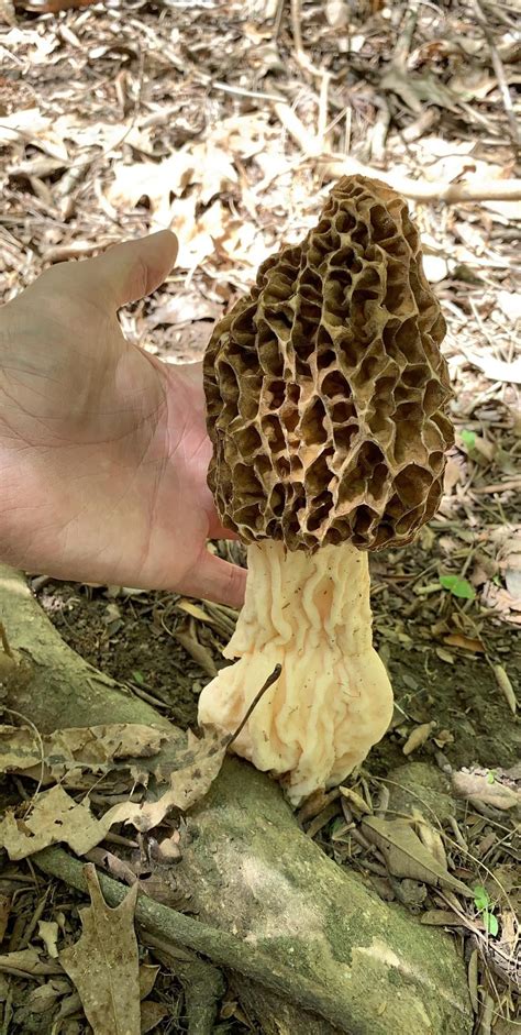 Spreading Morel Mushroom Spores - All Mushroom Info