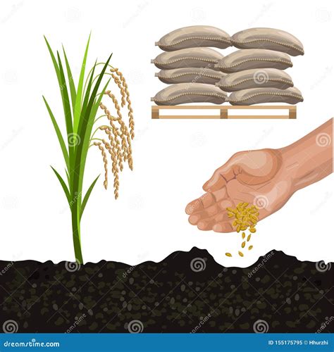 Rice Cultivation Stock Illustrations 1334 Rice Cultivation Stock