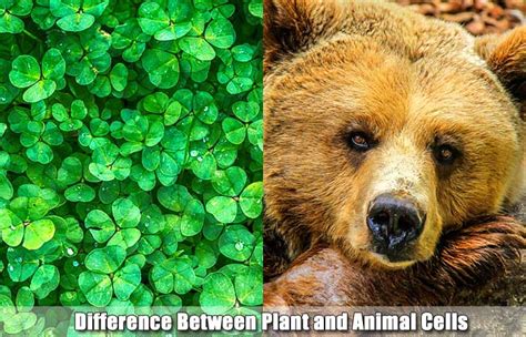 17 Differences Between Plant And Animal Cells Plant Cell Vs Animal Cell