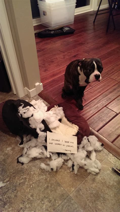 The 9 Ultimate Boston Terriers Of Dog Shaming Barkpost
