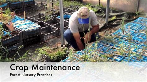 Forest Nursery Practices Crop Maintenance Youtube