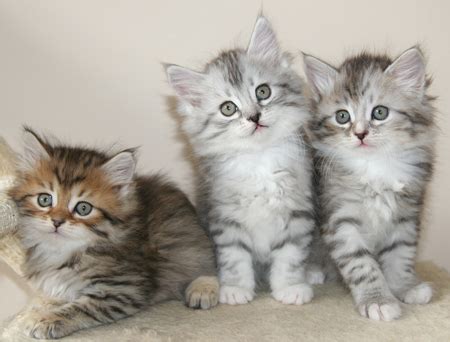 We have experience in taking care of cats and kittens, and while we do prefer a. Silver Siberian Kittens - Silver Siberian Cats - available ...