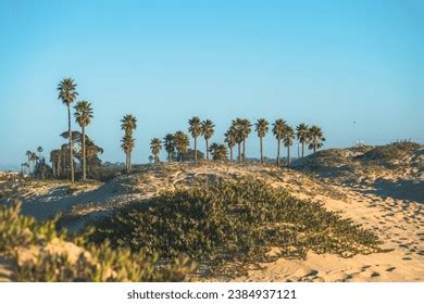 Sand Dunes And Palm Trees Images Stock Photos D Objects Vectors Shutterstock