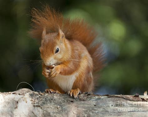 Red Squirrel Eating Hazel Nut Photograph By Philip Pound