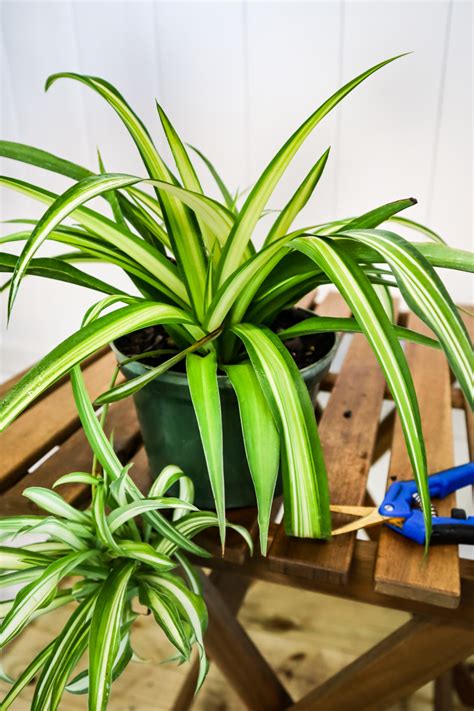 Spider plants come in both green (chlorophytum cosmosum) and variegated (chlorophytum cosmosum variegatum), and neither of them tolerate low light well. Buy Chlorophytum comosum, Spider Plant | Free Shipping ...