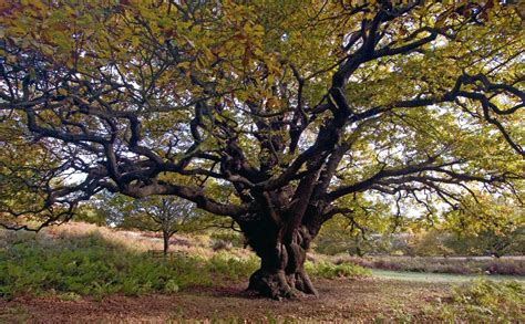 It produces a broad, rounded canopy of dense foliage. 3 Things Trees Teach Us About Organizational Leadership