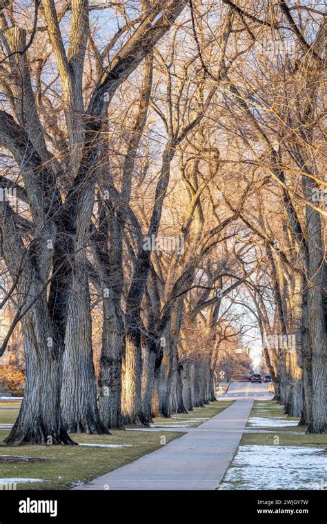 Alley Of Old American Elm Trees In Winter Scenery Historical Oval Of