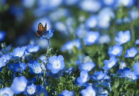 Lots of butterfly image codes. Blue Flowers And Butterfly Wallpaper - Background Wallpaper HD