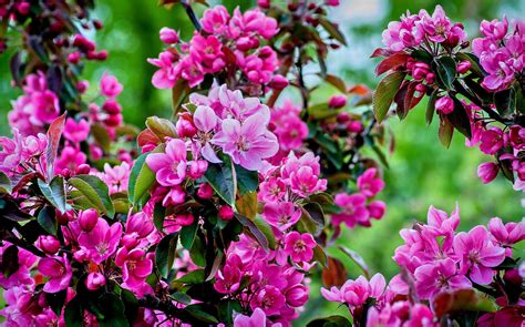 17,362 anime images in gallery. Cherry Blossom Tree Wallpaper 42 - 4396x2736