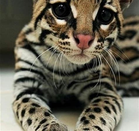 You can also choose from. Non Shedding Cat Breeds - Purrfect Cat Breeds