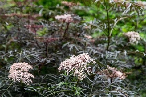 Black Lace Elderberry Plant Care And Growing Guide