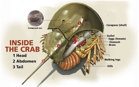 Horseshoe Crabs Everything You Need To Know About This Species