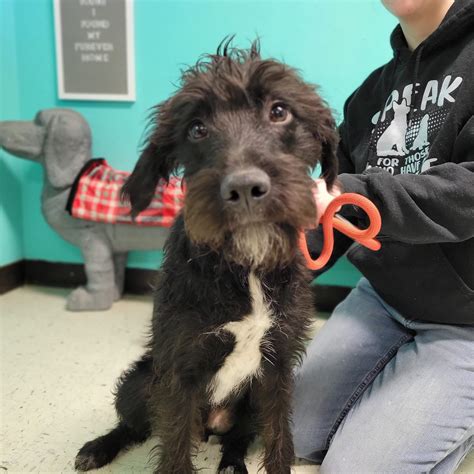 Second Chance Animal Rescue of Fayette County | Vandalia IL