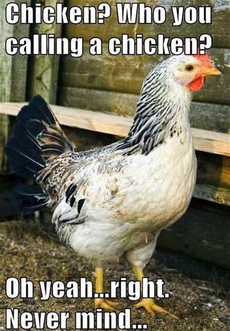 Meme generator, instant notifications, image/video download, achievements and many more! 30 Most Funniest Chicken Meme Pictures That Will Make You ...
