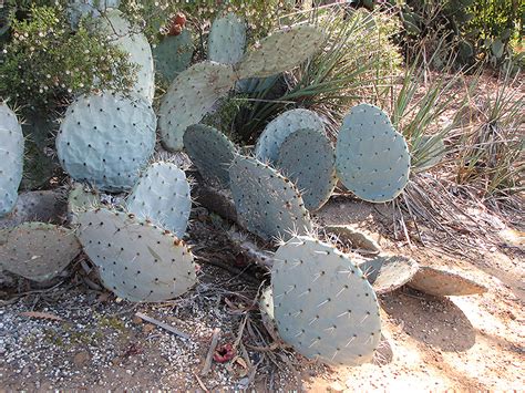 1024 x 1024 jpeg 387 кб. Engelmann's Prickly Pear Cactus (Opuntia engelmannii) in ...