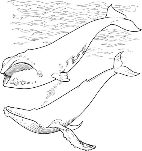 Marine Animal Coloring Pages