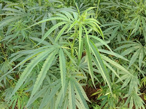 What is the best hemp flower. Friday Feature: Potential of Commercial Hemp Production ...