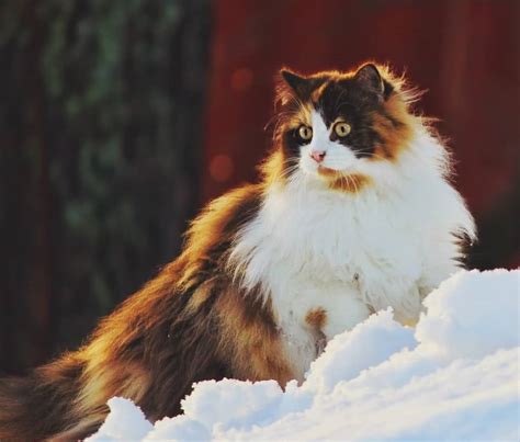 While the average norwegian forest cat might be easily confused with other medium to long haired breeds, there are some specific characteristics that set them apart. 18 Exotic Breeds Of House Cat - Page 6 of 9